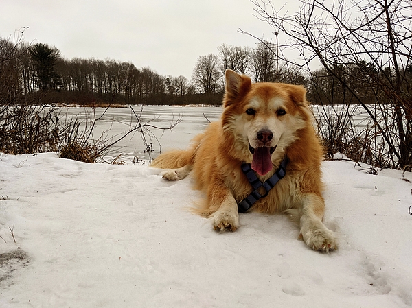 Dog Photographs
