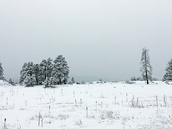 Ann Ross - Snowy gray sky day