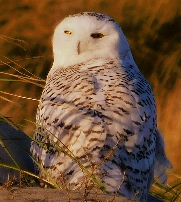 https://images.fineartamerica.com/images/artworkimages/medium/3/snowy-owl-4-theresa-nye.jpg