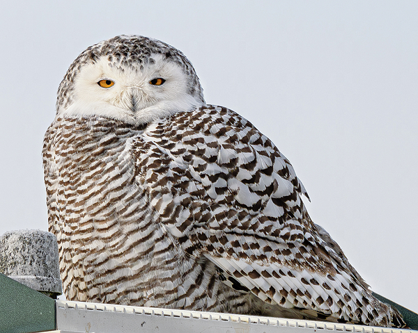 Owl Photographs