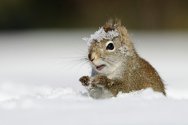 Jan Luit - Snowy Squirrel