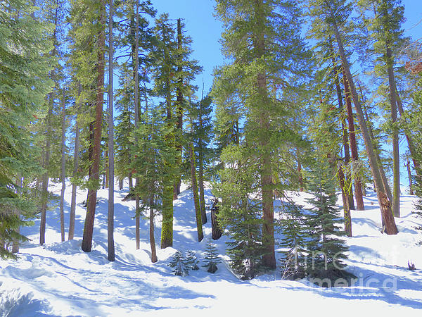 Connie Sloan - Snowy Trees
