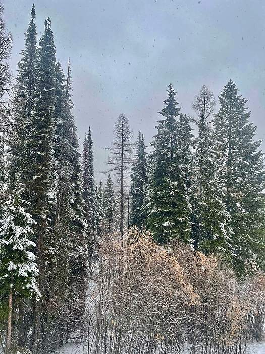 JHolmes Snapshots - Snowy Trees