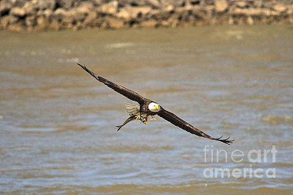 https://images.fineartamerica.com/images/artworkimages/medium/3/soaring-after-fishing-in-the-susquehanna-river-adam-jewell.jpg