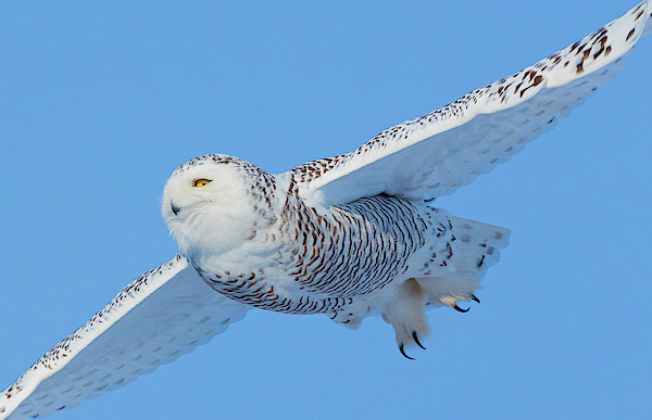 Soaring Snowy Owl Greeting Card for Sale by Robert Leo Photography