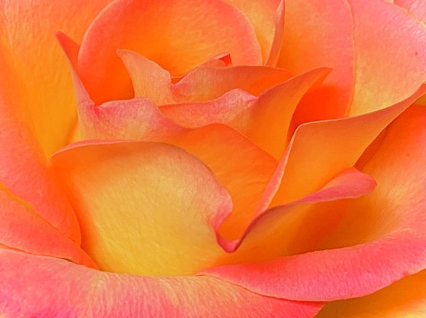 Kerstin Epifanio - Soft Orange Rose