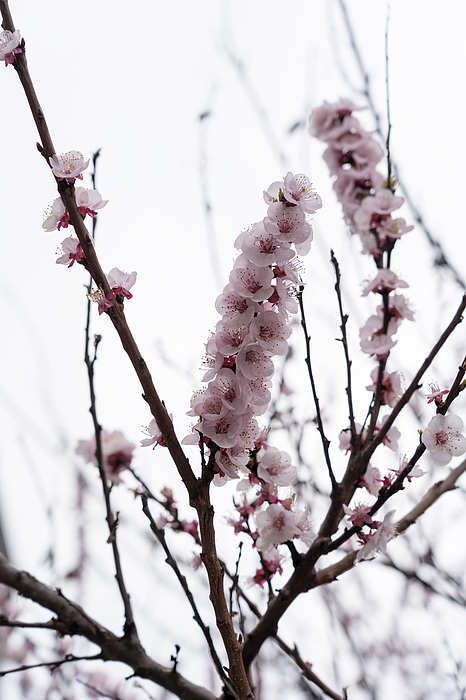 Georgia Mizuleva - Soft Pink Spring with Blossoming Sakura Cherry Tree