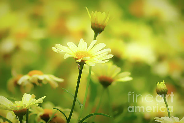 Common Daisies Flower Sticker