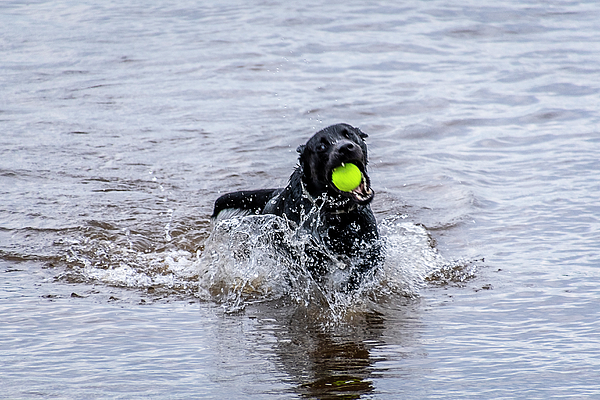 https://images.fineartamerica.com/images/artworkimages/medium/3/soggy-dog-playing-ball-in-the-water-tj-baccari.jpg