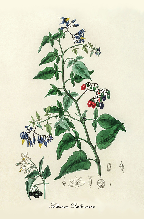 Solanum Dulcamara - Bittersweet - Medical Botany - Vintage Botanical  Illustration - Plants and Herbs Bath Towel