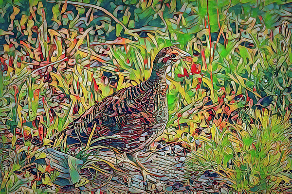 Marv Vandehey - Sooty Grouse Colorful Digital Art