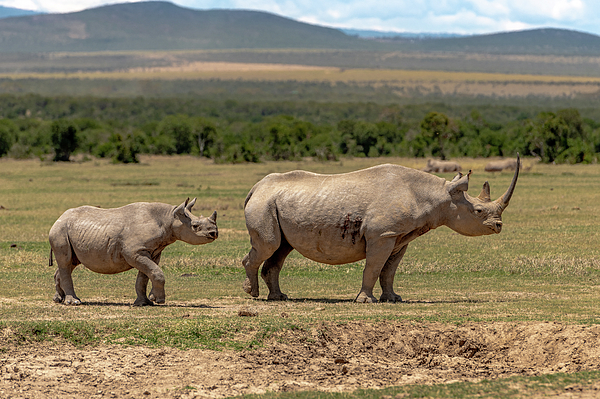 Eric Albright - Southern White Rhinoceros Mother and Calf - Kenya