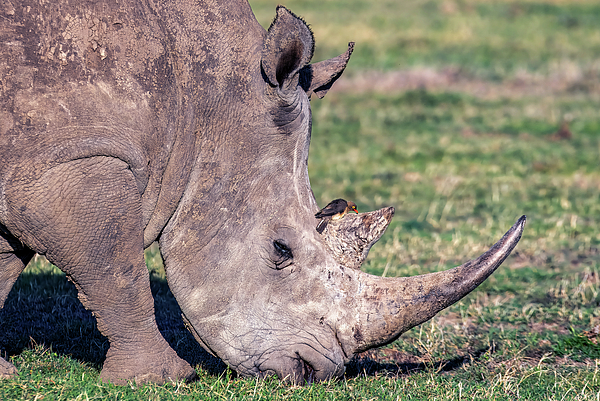 Eric Albright - Southern White Rhinoceros with Oxpecker