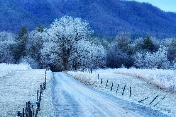 Nature Photographs