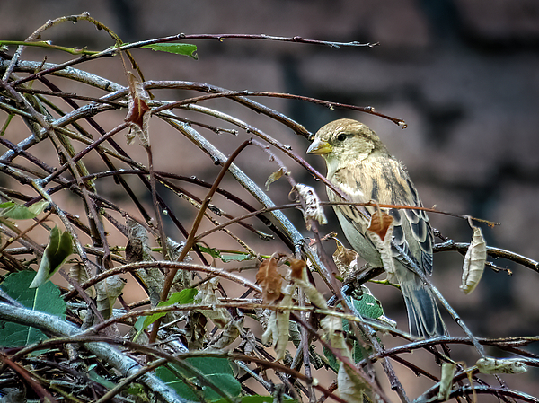 Patti Deters - Sparrow in the Bush