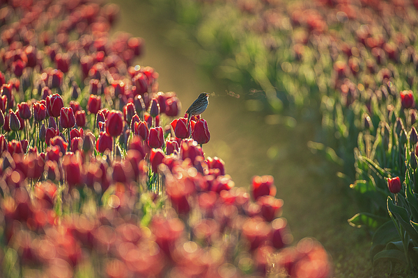 Mike Reid - Sparrow Song on Red Tulips