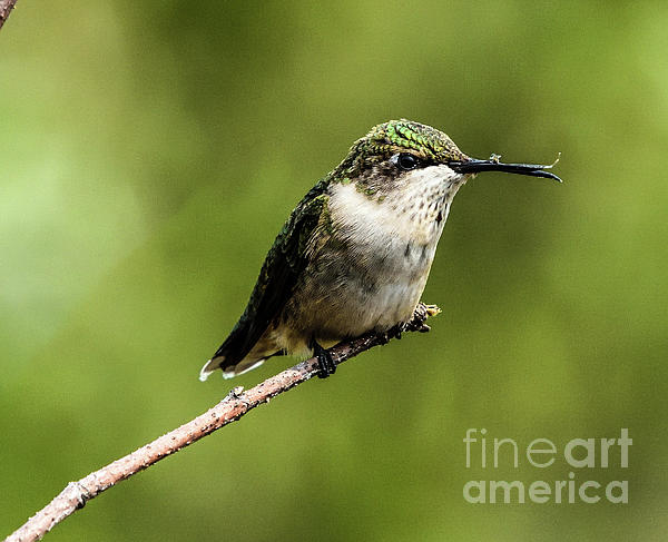 Cindy Treger - Special Needs Ruby-throated Hummingbird #5