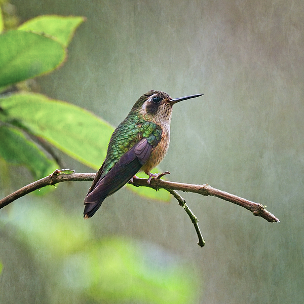 Giant Hummingbird Throw Pillow by Joan Carroll - Fine Art America