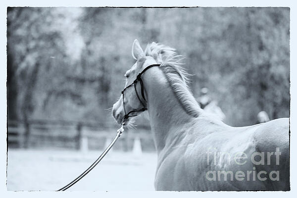 Renata Natale - Spirit of a Horse