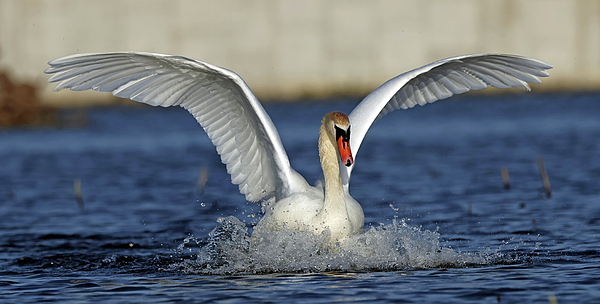 Steve Gass - Splash Landing Swan 577, Indiana