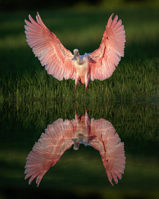 Spoonbill Reflects Coffee Mug by Michele Burt Fine Art America