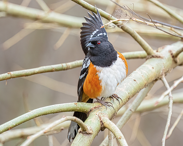 Morris Finkelstein - Spotted Towhee Stretching