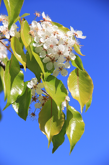 Masha Batkova - Spring Blooming Tree