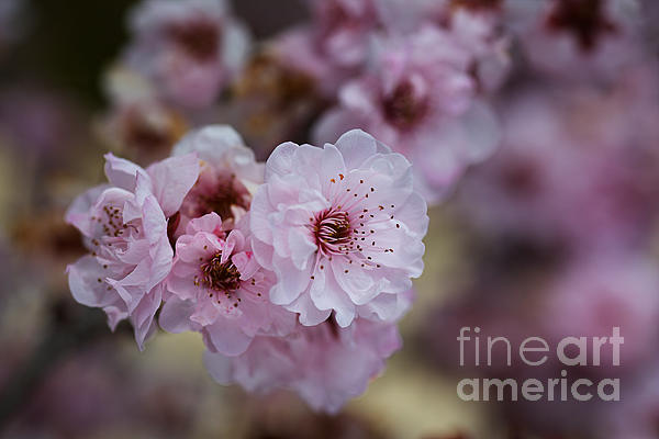 Joy Watson - Spring Blossom Pink Arm