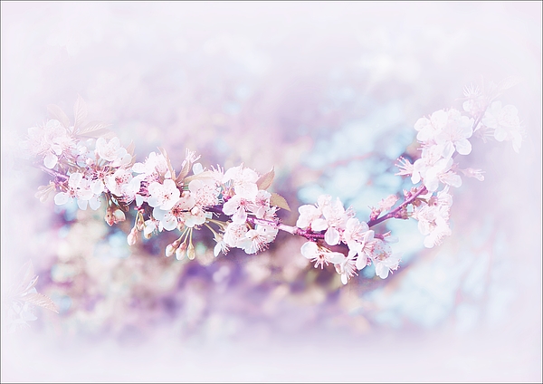 Slawek Aniol - Spring Blossoms