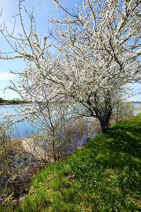 Aleksandrs Drozdovs - Spring Blossoms By The River Jurmala 