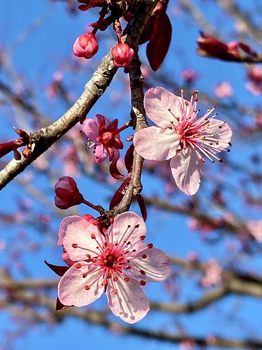 Masha Batkova - Spring Blossoms. Plum