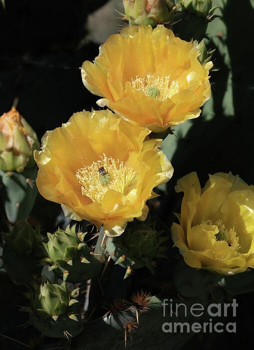 Craig Wood - Spring Cactus Blossoms