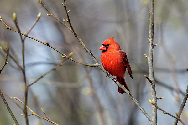 Candice Lowther - Spring Cardinal