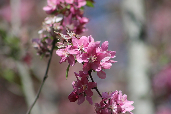 Gayle Miller - Spring Cherry Blossom