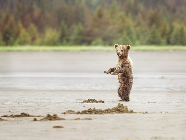 Mama Bear and Cubs Taking a Break Alaska Ornament by Joan Carroll