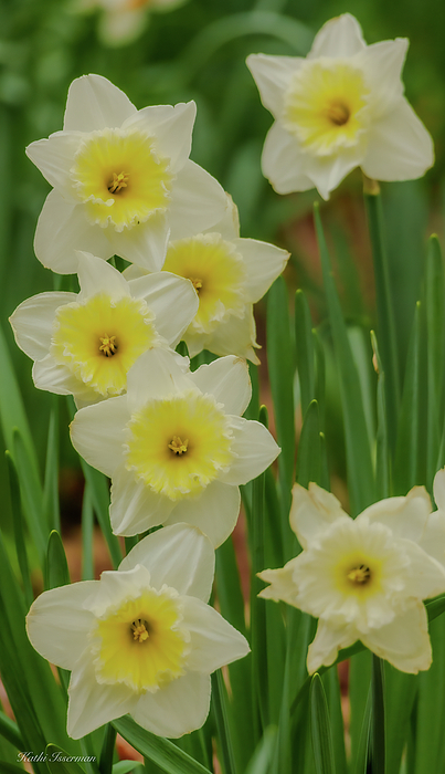 Kathi Isserman - Spring Daffodils
