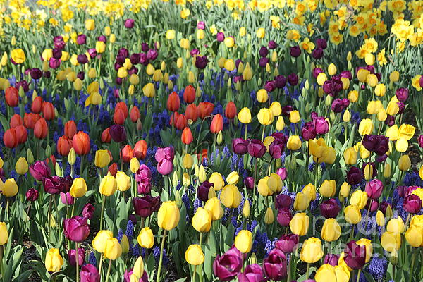 Dora Sofia Caputo - Spring Festival of Colorful Tulips