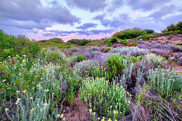 Guido Montanes Castillo - Spring flowers. Sand dunes. At sunrise. Spain