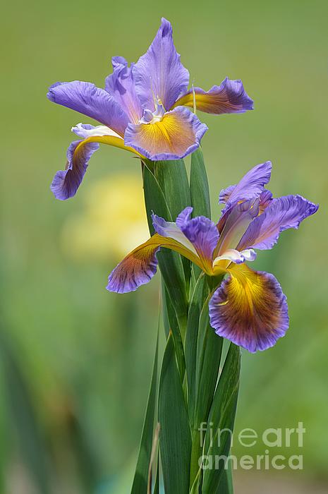 Linda Covino - Spring Irises II