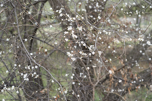 Georgia Mizuleva - Spring is Coming - Plum Tree with Dainty Branches and Blossoms