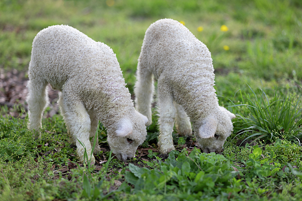 Rachel Morrison - Spring Lambs Grazing