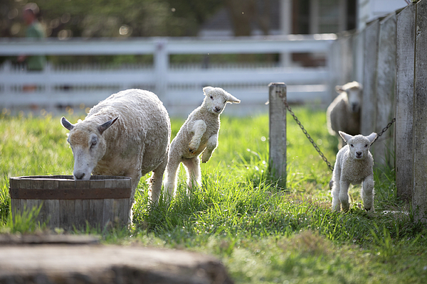 Rachel Morrison - Spring Lambs Playing Together