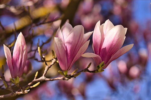 Lynn Hopwood - I Love Magnolias