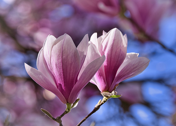 Lynn Hopwood - Spring Magnolias