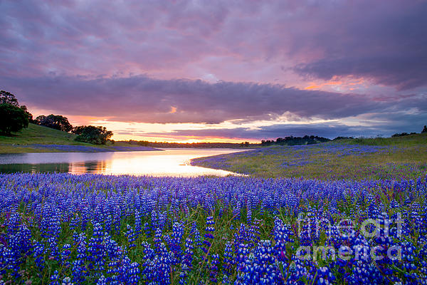 Leslie Wells - Spring Sunset 2 on Folsom Lake