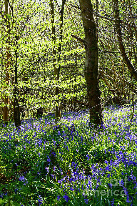 Forest Of Bluebells Jigsaw Puzzle, Irish Bluebells