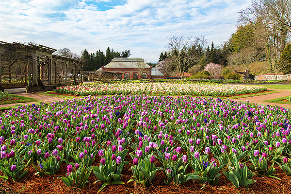 https://images.fineartamerica.com/images/artworkimages/medium/3/spring-tulip-garden-biltmore-estate-rich-nicoloff.jpg