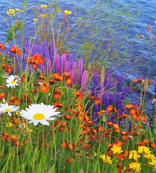 Jan Swart - Spring Wildflowers- Lake Superior