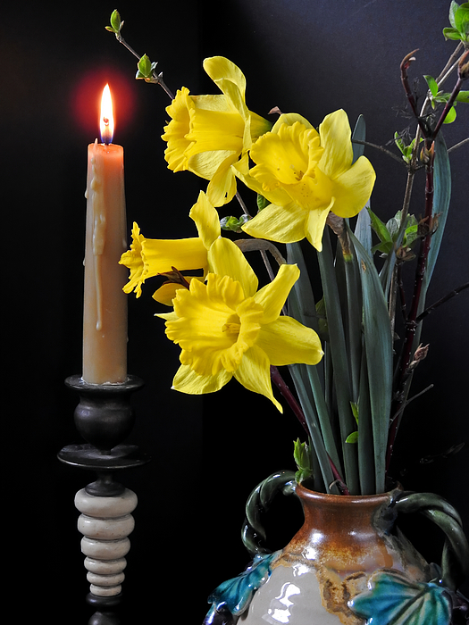 Carmen Macuga - Springing Daffodils