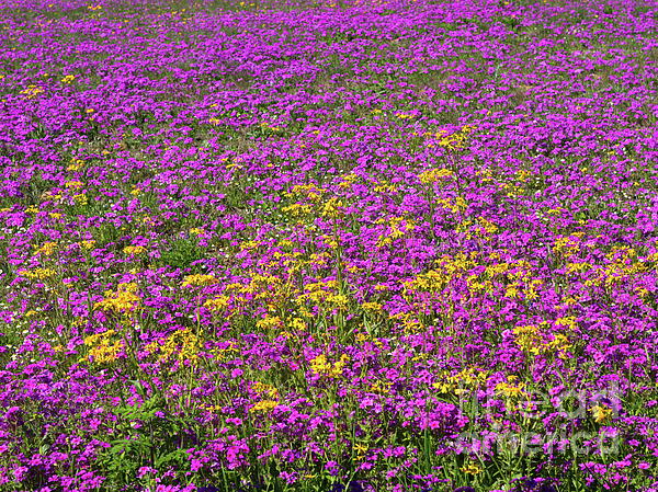 Gary Richards - Springtime Flowers